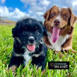 Miniature Australian Shepherd and Toy Australian Shepherd Puppies from Centerfire Mini Aussies