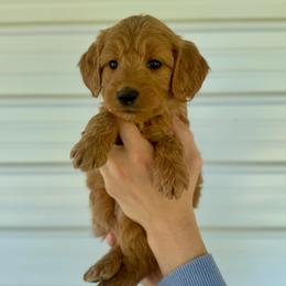 Gelato - Red  female Goldendoodle puppy in Kenansville, North Carolina from J+A Family Doodles