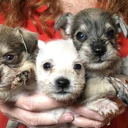 Miniature Schnauzers from Dueitt in the Kennel