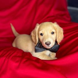 Pumpkin - Cream male Dachshund puppy in Kingman, Arizona from Diddle Bros Dachshunds