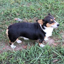 Tada - Pembroke Welsh Corgi
