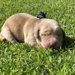 Han (Blue Collar) - Yellow male Dilute Retriever puppy in Little Rock, Arkansas from Charcoal And Silver Labs
