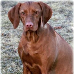Kimmy - Vizsla