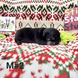 Rover 2 - Black and tan male French Bulldog puppy in Homestead, Florida from BackyardfinestBullys