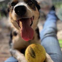 Border Collies from Oak Hollar Farm