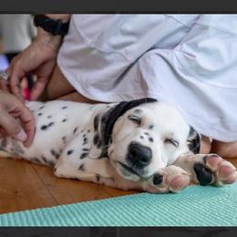 Daisy - White and black female Dalmatian puppy in Lake City, Minnesota from Cookies & Cream Dalmatians