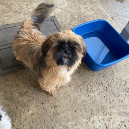 Tank - Black gold and white Shih Tzu puppy in Maxwell, California from Suzie Q Shitzu’s