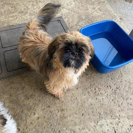Tank - Black gold and white Shih Tzu puppy in Maxwell, California from Suzie Q Shitzu’s