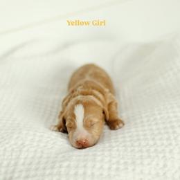 Yellow girl - Apricot female Goldendoodle puppy in Rio Linda, California from GoldendoodlePaw