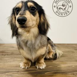 Theo - Dachshund
