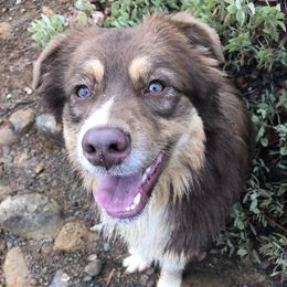 Australian Shepherd All Grown Up from Little Elder Creek Australian Shepherds