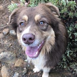 Australian Shepherd All Grown Up from Little Elder Creek Australian Shepherds