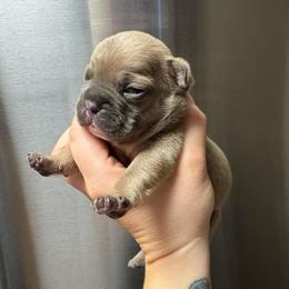 Boy 2 - Blue fawn male French Bulldog puppy in Coatesville, Pennsylvania from The Chipper Frenchie