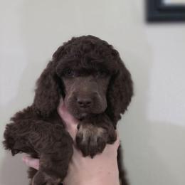 Iris - Phantom female Poodle puppy in New York from Powder Puff Poodles