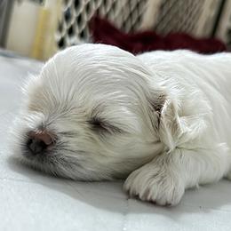 Maltese puppies from Platinum Dunes Maltese Kennel