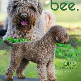 Lagotti Romagnoli from LemonGrove Lagotto