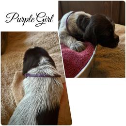 Fern - Brown and gray female Wirehaired Pointing Griffon puppy in California from Rocking S Griffons