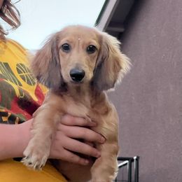 Rolly - Cream male Dachshund puppy in Visalia, California from Paradachs Kennels