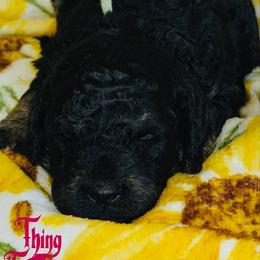 Thing - Tri-color female Bernedoodle puppy in Beecher, Illinois from Erica’s Doodles