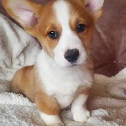 Pembroke Welsh Corgi Puppies from Abc Cattle Co corgis