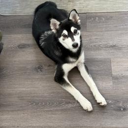 Koda - Black and white male Alaskan Klee Kai puppy in Beverly Hills, Florida from Lucky Charm Klee Kai