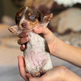 Chocolate and tan piebald girl- AKC - Chocolate and tan female Dachshund puppy in North Branch, Michigan from Monarch Miniature Dachshunds