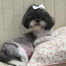 Shih Tzu puppies from Puppy Paper House