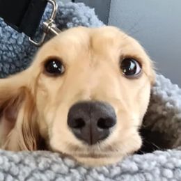 Poot - Dachshund