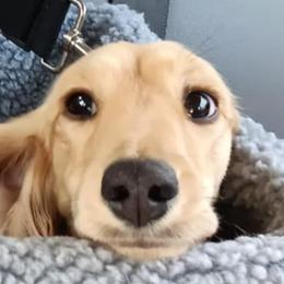 Poot - Dachshund