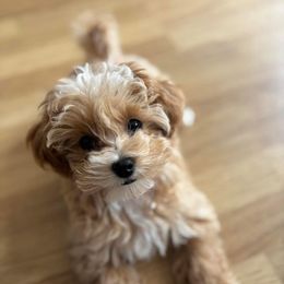 Goldendoodle, Maltipoo, and Yorkipoo Puppies from Doodle Pups Fur-Ever