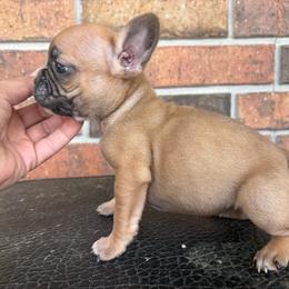 Foxy - Fawn female French Bulldog puppy in Eunice, Louisiana from 4J's Cajun Kennels