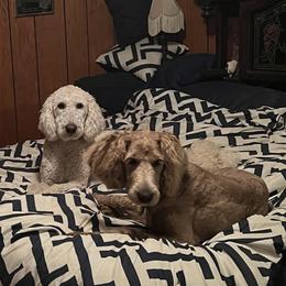 Goldendoodles from Kathy's Doodles