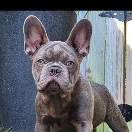 Gino - Blue fawn male French Bulldog puppy in Cincinnati, Ohio from Sun City Kennels