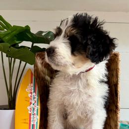 Bagle - Black and white male Bernedoodle puppy in Gilbert, Arizona from The Berne Barn... it’s a Doodle thing!
