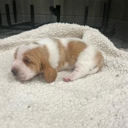 Gracie - Lemon and white female Basset Hound puppy in Hurtsboro, Alabama from PARK’s Family Farm