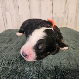Southwest - Tri-color female Bernedoodle puppy in Flat Rock, North Carolina from Sukisdoodles