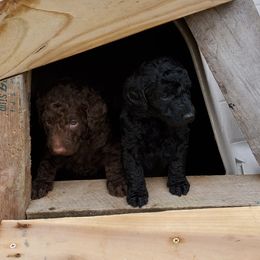 Poodle Puppies from Polly Wally Doodles and Poodles