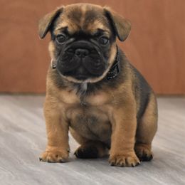 French Bulldog Puppies from Bullish Pride