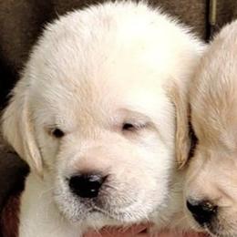 Boy 3 - male Labrador Retriever puppy in Middleburg, Florida from Tru-Heart Labradors, LLC