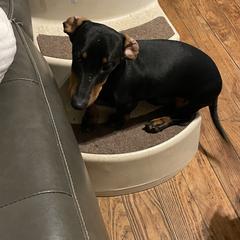 Roscoe - Dachshund