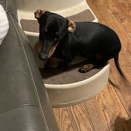 Roscoe - Dachshund