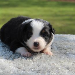 Reese - Blue tri male Toy Australian Shepherd puppy in Bauxite, Arkansas from J and B Mini Aussies