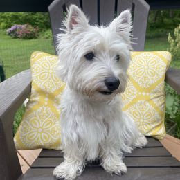 Rue - West Highland White Terrier