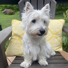 Rue - West Highland White Terrier