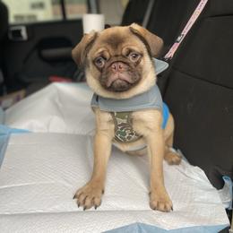 Dubai - Pug