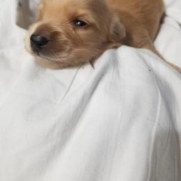 Dachshund Puppies from Chadwick Farms Mini Dachshunds