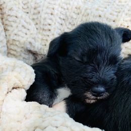 Miniature Schnauzer Puppies from Shannon Truelove
