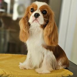Simba - Cavalier King Charles Spaniel