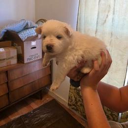 Zues - White male American Eskimo Dog puppy in Grants Pass, Oregon from SnH Eskies