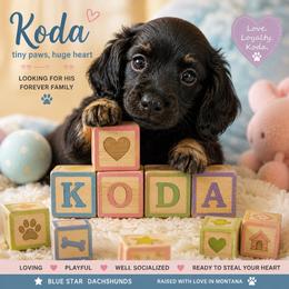 Koda -AKC Pet Only - Black and cream male Dachshund puppy in Proctor, Montana from Blue Star Dachshunds